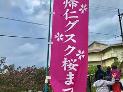 それでは、旅の目的の１つ。
緋寒桜を見に行きましょう。

今帰仁グスク桜まつりは2/9まででした。
夜はライトアップされるみたいだけど、昼間に行きます。