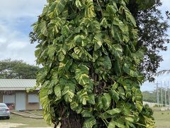 日本だと、観葉植物のアレ！
ポトス？

パワースポット！