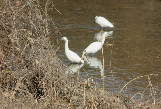 2020新春、天白川河畔の散策(1/3)：2月3日(1)：天白川、コガモ、コサギ、水仙、蕾が固い染井吉野