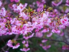 河津駅の近くは桜が満開に近くて...