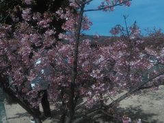 　続いて、道の駅「萩しーまーと」へ。そばに植えられた河津桜がそろそろ見ごろとなっていました。