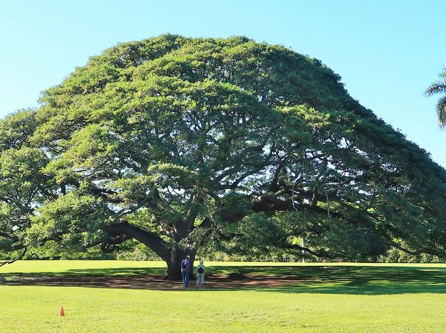 Oahu-14 モアナルア・ガーデン 日立の樹-ここに ☆モンキー