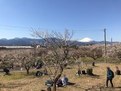 芝生からは梅林ごしに富士山がよく見えました。
レジャーシートを敷いて食べている人もいました。