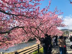 ふぉーー！川岸は満開じゃないですかっ！！

毎年なかなか進めないほど混雑すると聞くこの道ですが、今年は新型肺炎の影響か外国人観光客の姿が全く見えず。
そして河津桜祭りが始まってまだ2日目だからか、程よいにぎわいでのんびり歩けて至極快適でした。