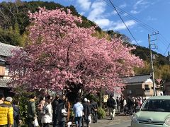 栖足寺から15分程歩いて、原木に到着。
これまた立派な大木！