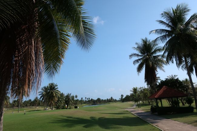 ヤシの木が南国風雰囲気をかもしだしてる。<br />但し、球が当たると悲劇....<br />葉っぱが固いので、真下に落ちるか、葉っぱに居残りになってしまう。