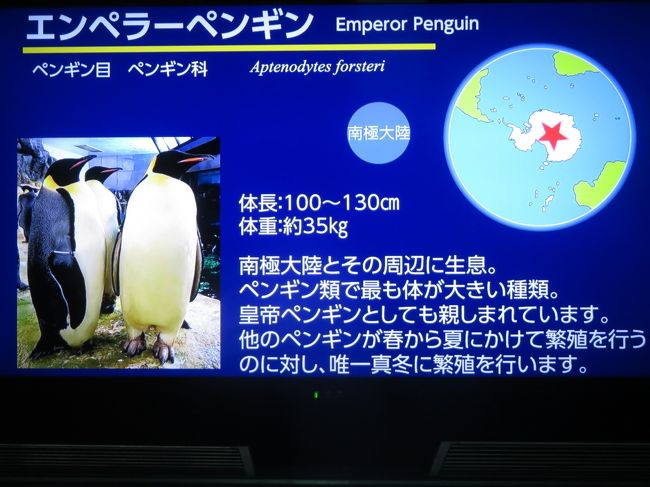 年もアドベンチャーワールドで3ヶ月ぶり 4 ペンギン特集 換毛中のペンギンたちに爆笑 エンペラーペンギンの赤ちゃん昭和の水着姿 南紀白浜 和歌山県 の旅行記 ブログ By まみさん フォートラベル