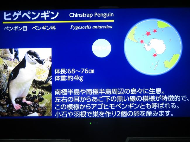 年もアドベンチャーワールドで３ヶ月ぶり ４ ペンギン特集 換毛中のペンギンたちに爆笑 エンペラーペンギンの赤ちゃん昭和の水着姿 南紀白浜 和歌山県 の旅行記 ブログ By まみさん フォートラベル