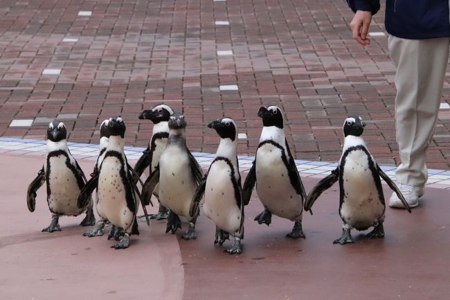 年もアドベンチャーワールドで３ヶ月ぶり ４ ペンギン特集 換毛中のペンギンたちに爆笑 エンペラーペンギンの赤ちゃん昭和の水着姿 南紀白浜 和歌山県 の旅行記 ブログ By まみさん フォートラベル