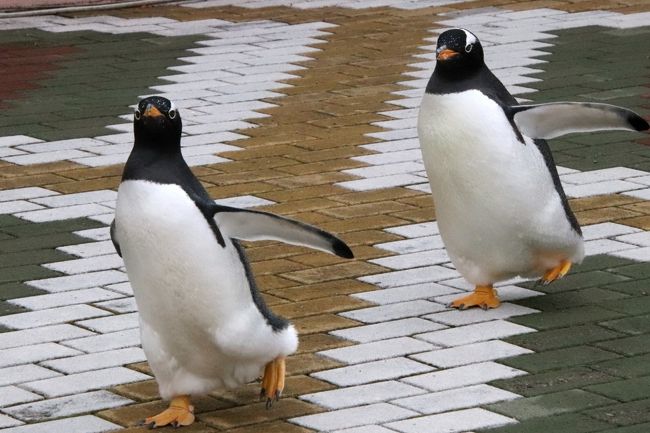 年もアドベンチャーワールドで３ヶ月ぶり ４ ペンギン特集 換毛中のペンギンたちに爆笑 エンペラーペンギンの赤ちゃん昭和の水着姿 南紀白浜 和歌山県 の旅行記 ブログ By まみさん フォートラベル