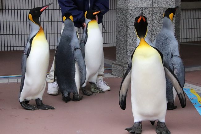 年もアドベンチャーワールドで３ヶ月ぶり ４ ペンギン特集 換毛中のペンギンたちに爆笑 エンペラーペンギンの赤ちゃん昭和の水着姿 南紀白浜 和歌山県 の旅行記 ブログ By まみさん フォートラベル