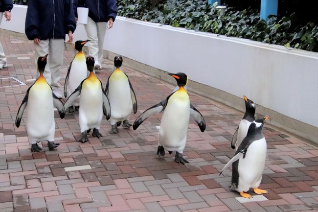 年もアドベンチャーワールドで3ヶ月ぶり 4 ペンギン特集 換毛中のペンギンたちに爆笑 エンペラーペンギンの赤ちゃん昭和の水着姿 南紀白浜 和歌山県 の旅行記 ブログ By まみさん フォートラベル 年もアドベンチャーワールドで3ヶ月ぶり 4 ペンギン特集 換毛中のペンギンたちに爆笑 エンペラーペンギンの赤ちゃん昭和の水着姿 南紀白浜 和歌山県 の旅行記 ブログ By まみさん フォートラベル
