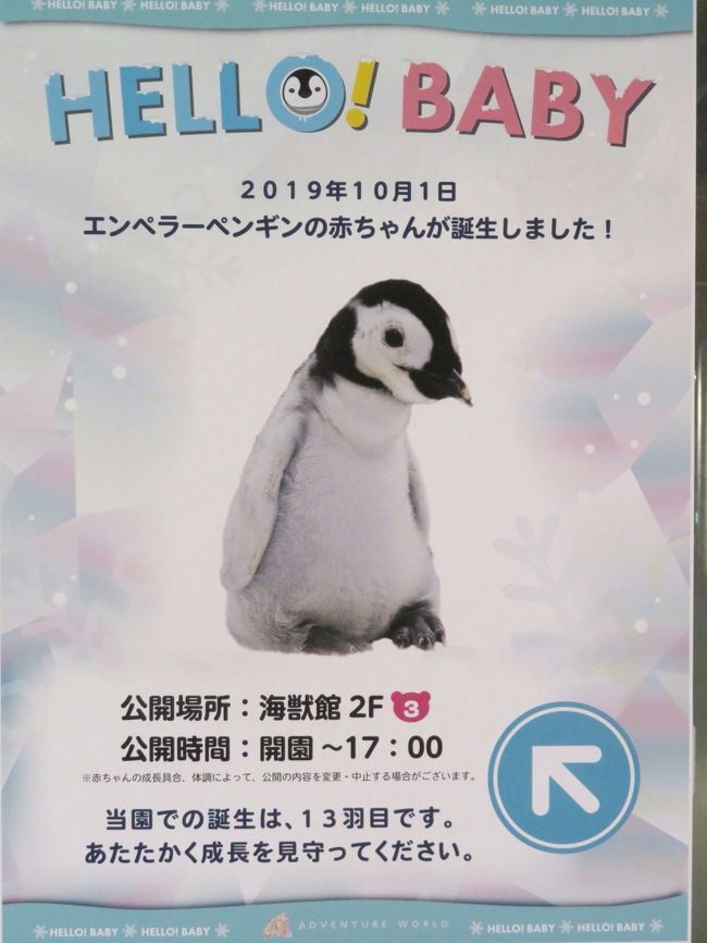 年もアドベンチャーワールドで３ヶ月ぶり ４ ペンギン特集 換毛中のペンギンたちに爆笑 エンペラーペンギンの赤ちゃん昭和の水着姿 南紀白浜 和歌山県 の旅行記 ブログ By まみさん フォートラベル