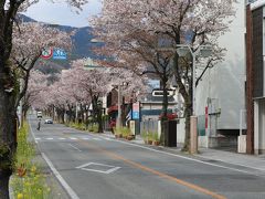 武田通りの桜並木