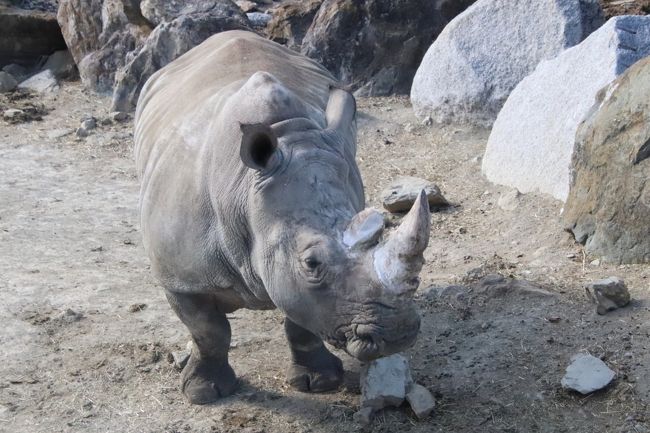 車で2度目は冬の群馬サファリパーク（3）サファリバスでサファリ