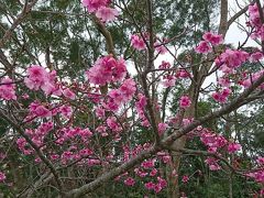八重岳の桜     満開でした
