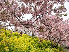 菜の花もきれい