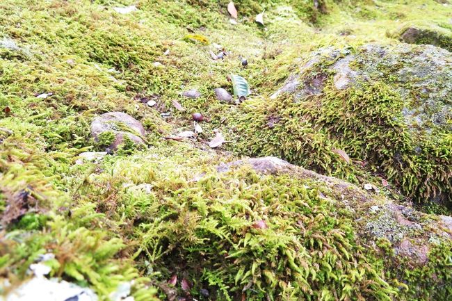 北九州出発後、ここまで来る間にうっすら感じていましたが、至る所で「苔（コケ）」を見るのです。ここ宇佐神宮も至る所が苔むしており、それが空間に深みを与えてくれるのです。