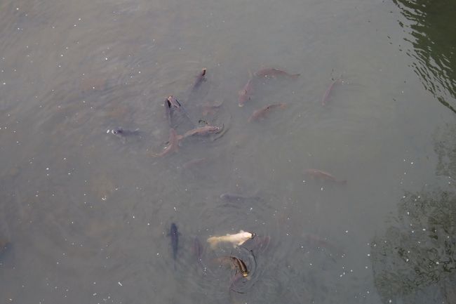 川を覗くと、鯉の争い。