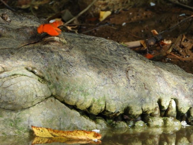 野生動物三昧の記 コスタリカ３ マヌエル アントニオ国立公園周辺 コスタリカ の旅行記 ブログ By Willyさん フォートラベル