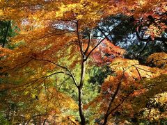 親切な宿の方が、私たちを黒川温泉まで送迎してくれるとのこと、お言葉に甘えました。帰りは大体迎えにきてもらいたい15分くらい前に連絡ください、とのこと。宿泊している小田温泉から黒川温泉郷まで車で10分強です。

立派に紅葉した木が迎えてくれました。