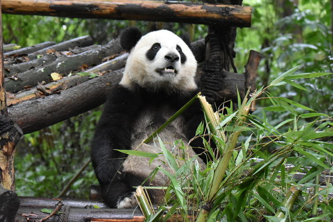 パンダ旅その5 成都 中国 の旅行記 ブログ By Kojirop Aさん フォートラベル パンダ旅その5 成都 中国 の旅行記 ブログ By Kojirop Aさん フォートラベル