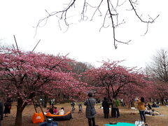 次は代々木公園へ。
代々木公園の中央広場には10本ほどの河津桜が咲いていました。
そのまわりにはピクニックを楽しむ人もたくさん。