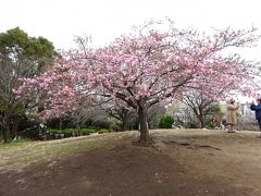 次は西郷山公園へ。
西郷山公園には見事な河津桜が1本。
