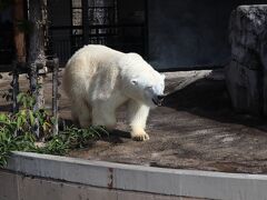 入園料は820円とお高め。
旭山動物園といえば、しろくまさん。