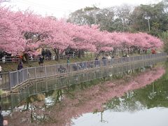 さくら桜まつり会場の小松ヶ池公園です。
池に映る桜がきれい。