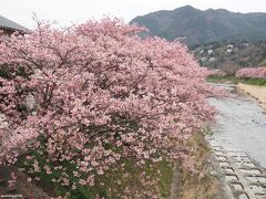 河津川に架かる豊泉橋の上から眺める桜