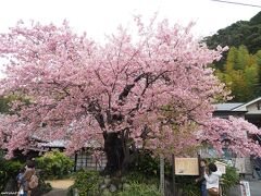 河津桜原木

河津桜はオオシマザクラとカンヒザクラの自然交配種と推定されています。
原木は高さ約10m、幅約10m、幹周は約115cmで、開花時期は1月下旬から3月上旬。
1981年から開催され現在では約300万人もの観光客が集まる大きなイベントとなった「河津桜まつり」も、この原木一本から始まったもの。