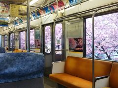 目的地である「河津駅」の一つ手前、「今井浜海岸駅」でも桜が満開☆
電車の窓が額縁のような、いや、４Ｋテレビのような感じ☆笑