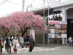 駅前すぐの所から、桜並木が始まります☆