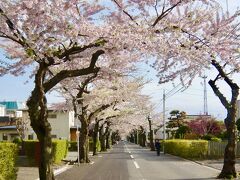 桜の季節の函館はここを通るのが楽しみ