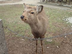 鹿とたわむれました。