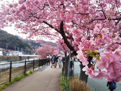 河津川沿いに河津桜が咲いていて、散策できるようになっています。