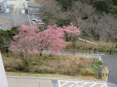 日本平にやってきました。梅園もあります。