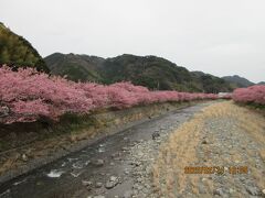  河津桜にやってきました。
　多分、満開と思います。金曜日の16時ということで、客もまばらです。