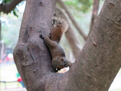 オープンまでまだ15分ほど時間があったので、近くの青年公園を散策。リスがいました。