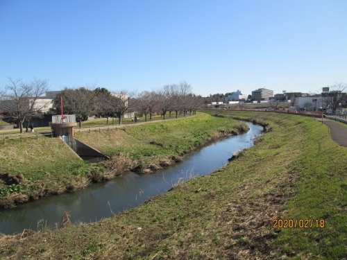 柏市の大堀川下流部 リバーサイドパーク 年2月 河津桜 柏 流山 千葉県 の旅行記 ブログ By 中国の風景さん フォートラベル 柏市の大堀川下流部 リバーサイドパーク 年2月 河津桜 柏 流山 千葉県 の旅行記 ブログ By 中国の風景さん フォートラベル