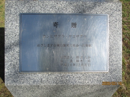 大堀川の桜は全て市民の寄贈に寄るものです。寒緋桜と八重桜。<br /><br />