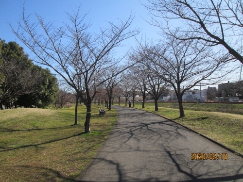 全てが河津桜ではありません。桜並木。<br />