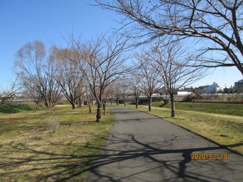 大堀川の桜並木。<br />