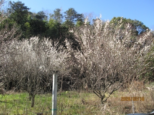 梅が見頃です。<br /><br />