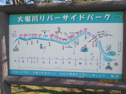 大堀川のリバーサイドパーク。青葉橋から北柏橋までの３７７０ｍの長い桜並木です。先は手賀沼自然ふれあい緑道に続きます。<br />
