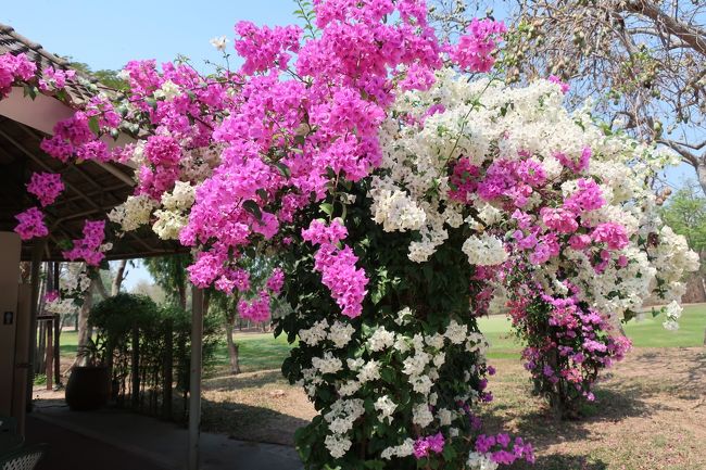 ■【BANGPRA Golf Club】<br />花真盛り....PM.11:30頃スタート　5組。<br />フェアウエーが固い<br />グリーン周りの芝が、通常のでない。寝てる草のようなもの。<br />。。。打ちにくい。<br />前半は、マズマズ.....後半崩れた。<br />昼過ぎに、暑くなってきたせいか、使用クラブ選択ミスが、目立った。