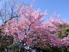 更にエスカーで登ると頂上の広場に桜がありました。