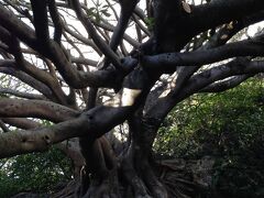 ジオパーク・ウォーキングツァーに参加。珍しいアコウの木