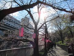 神田川沿い、お花見散歩。